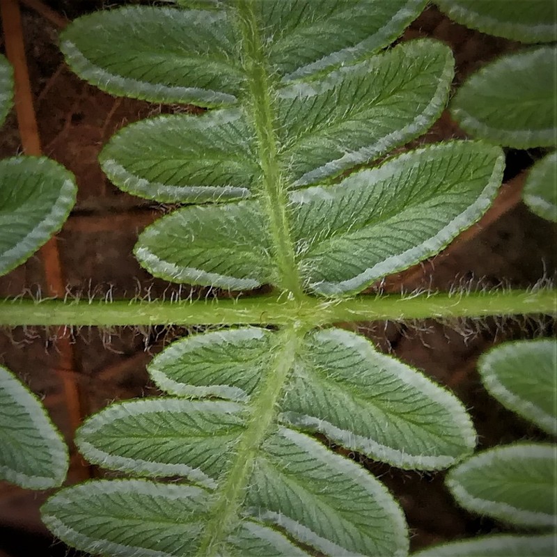 Pteridium feei