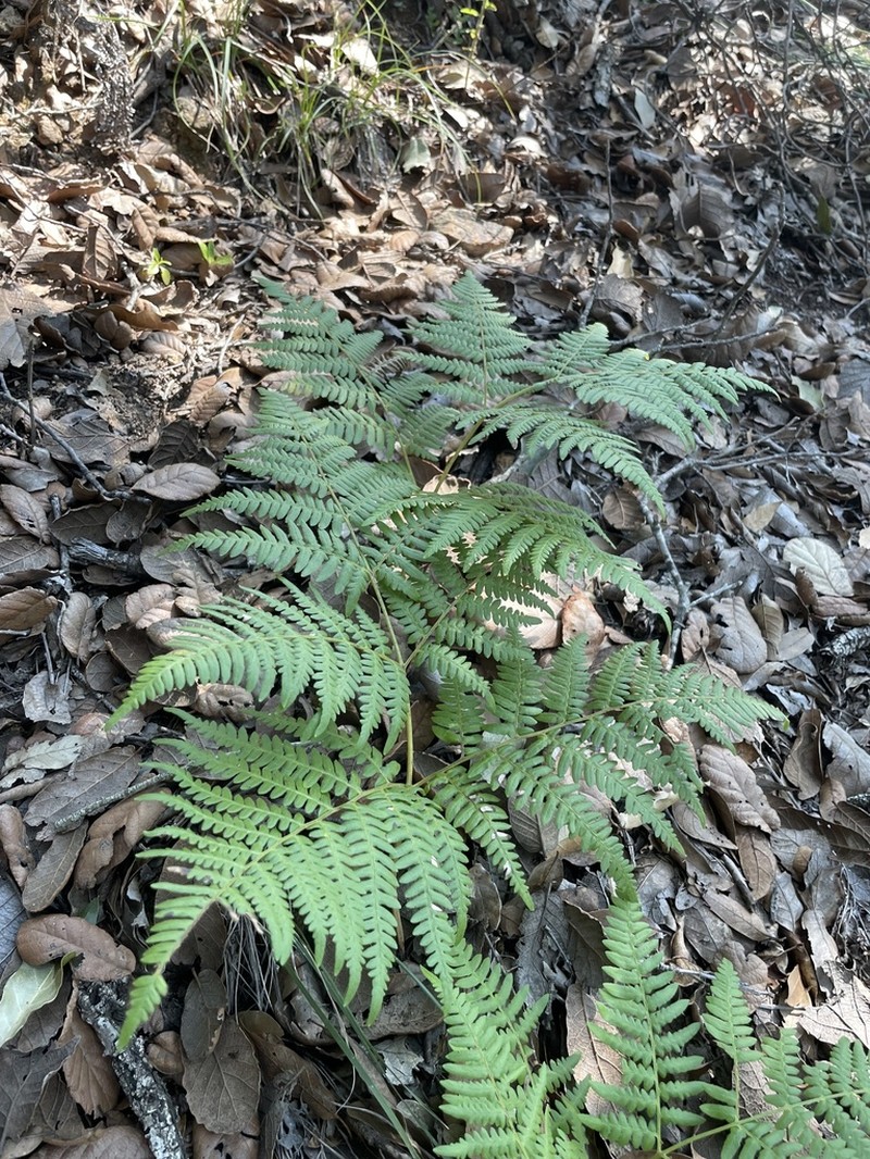 Pteridium feei photo 2