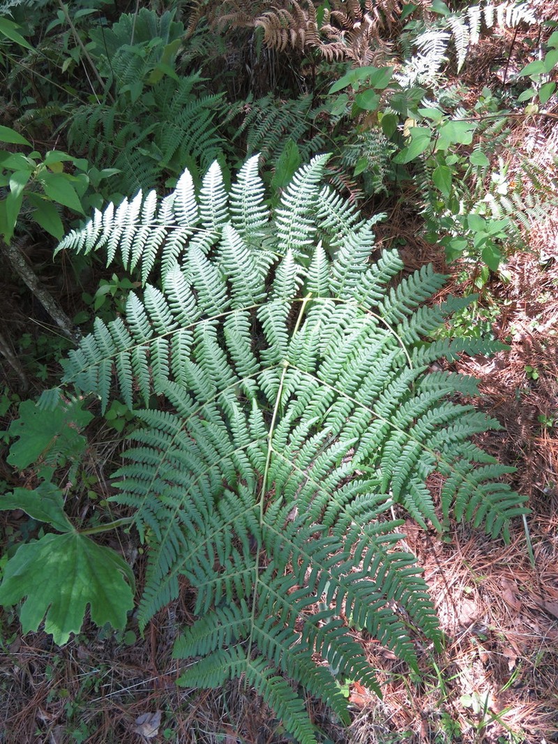 Pteridium feei photo 3