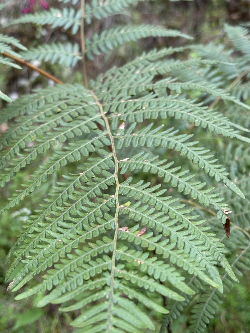 Pteridium feei photo 4