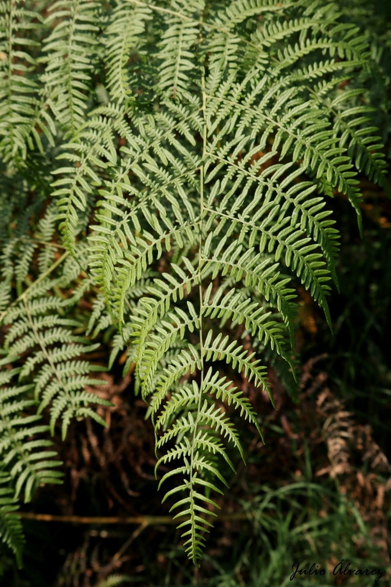 Pteridium feei photo 5