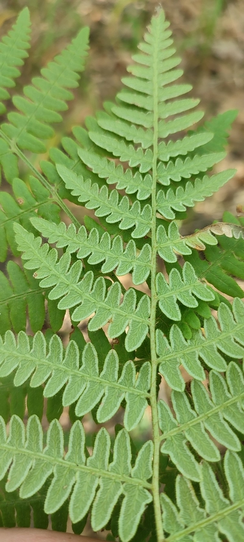 Pteridium feei photo 6