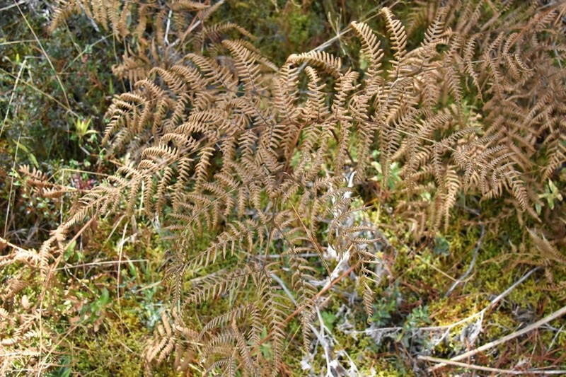 Pteridium feei photo 7