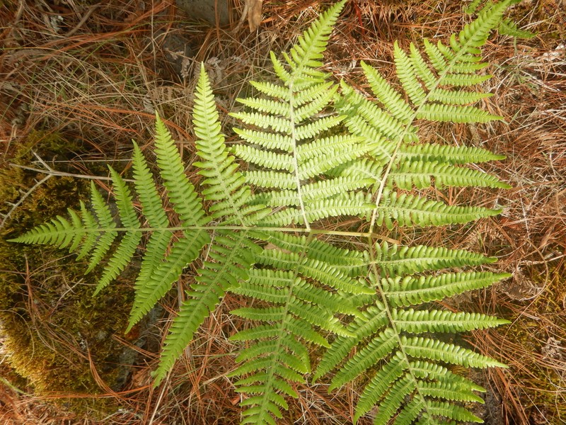 Pteridium feei photo 8