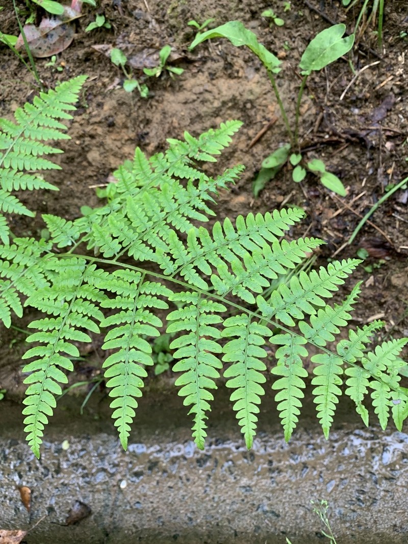 Pteridium latiusculum