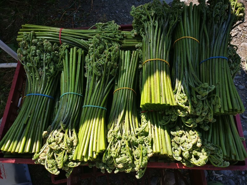 Pteridium latiusculum photo 2