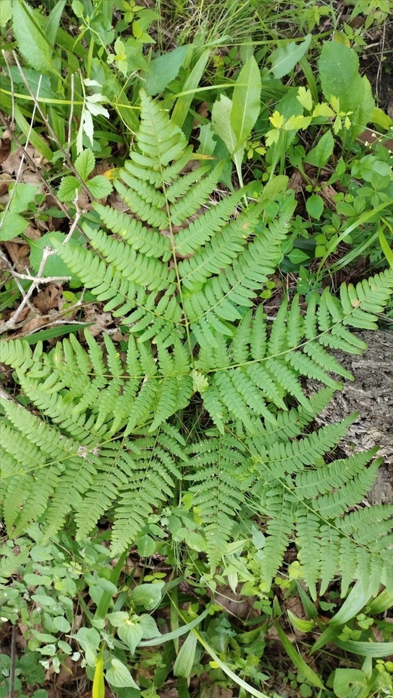 Pteridium latiusculum photo 3