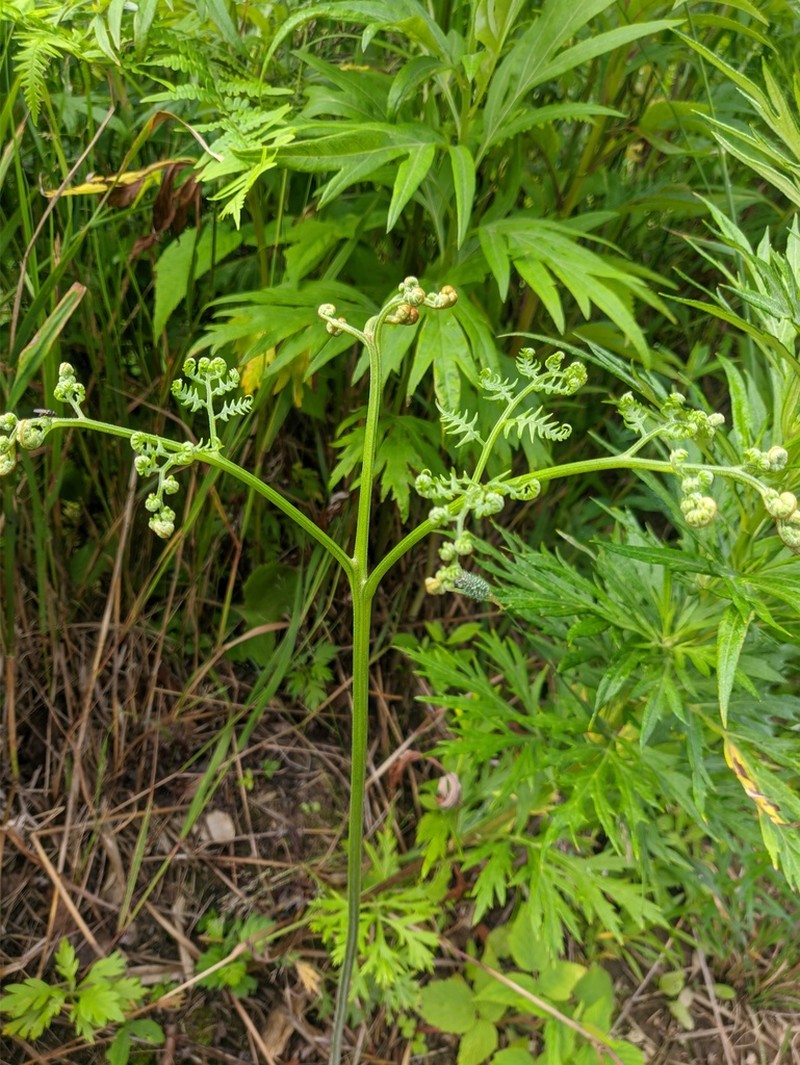 Pteridium latiusculum photo 4