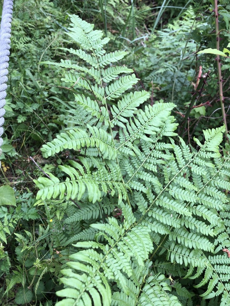 Pteridium latiusculum photo 5