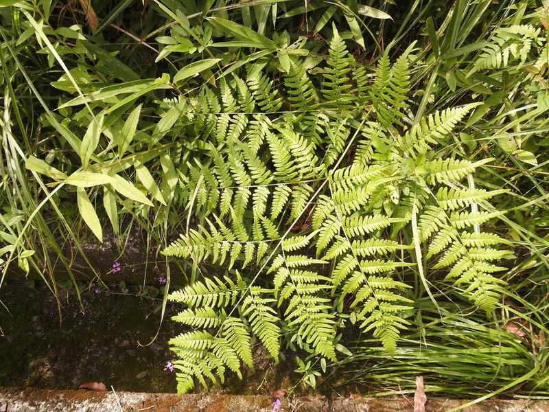 Pteridium latiusculum photo 6
