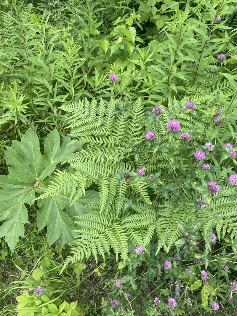 Pteridium latiusculum photo 7