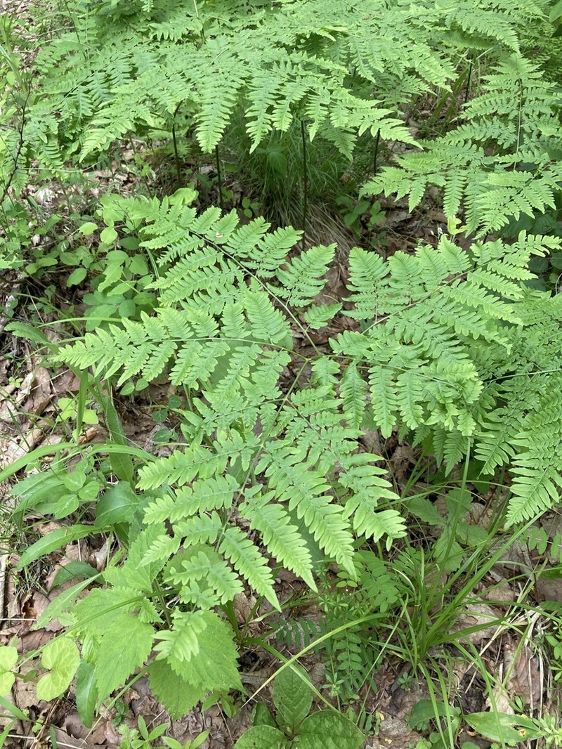 Pteridium latiusculum photo 8