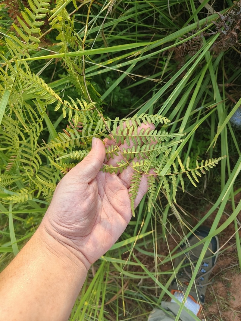 Pteridium lineare