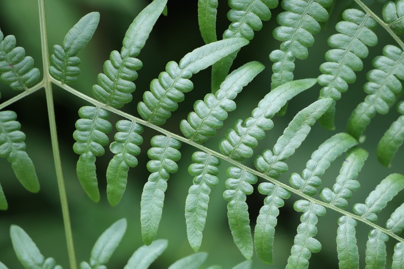 Pteridium lineare photo 2