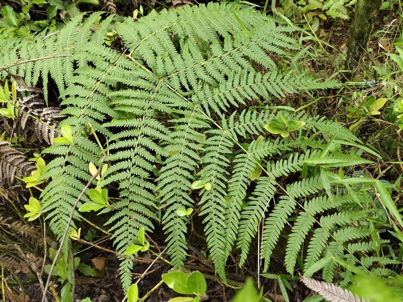 Pteridium lineare photo 4