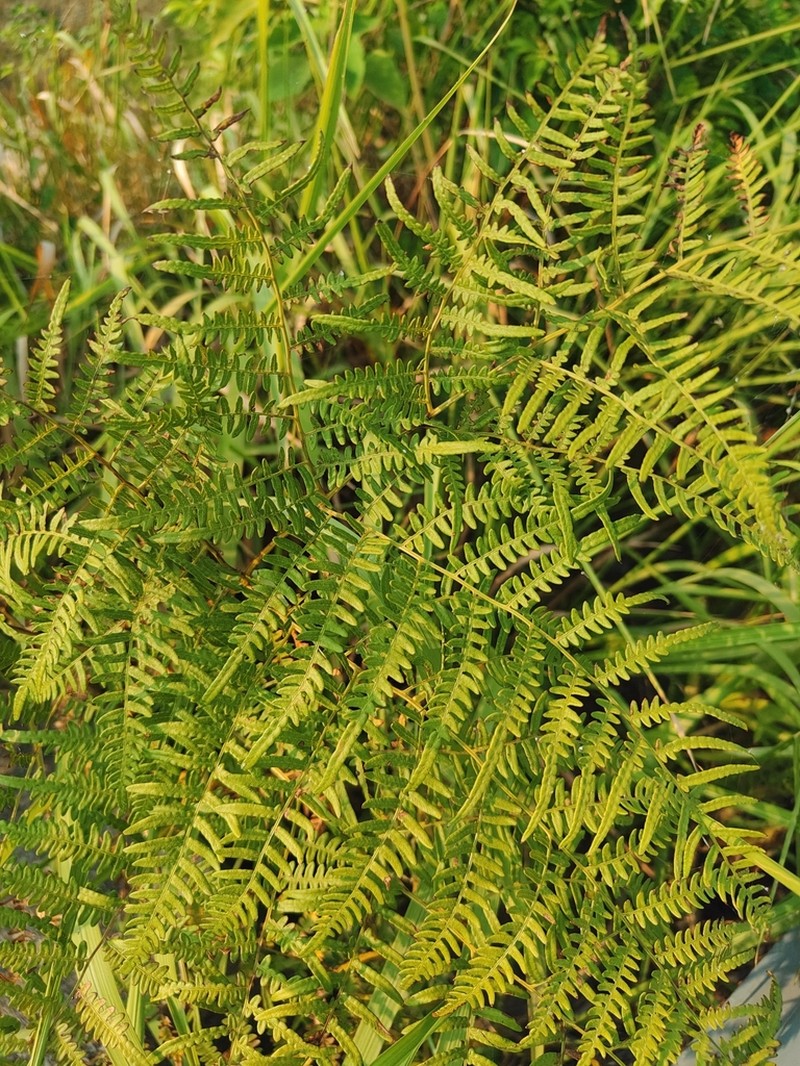 Pteridium lineare photo 5