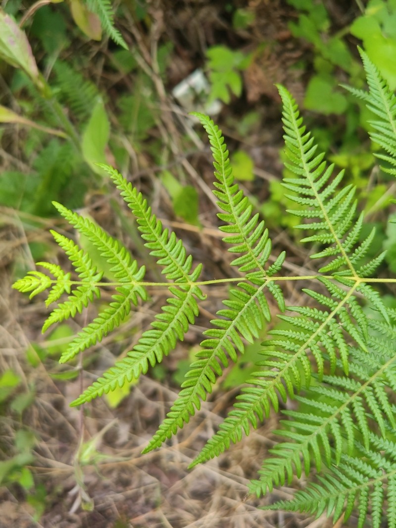 Pteridium lineare photo 6