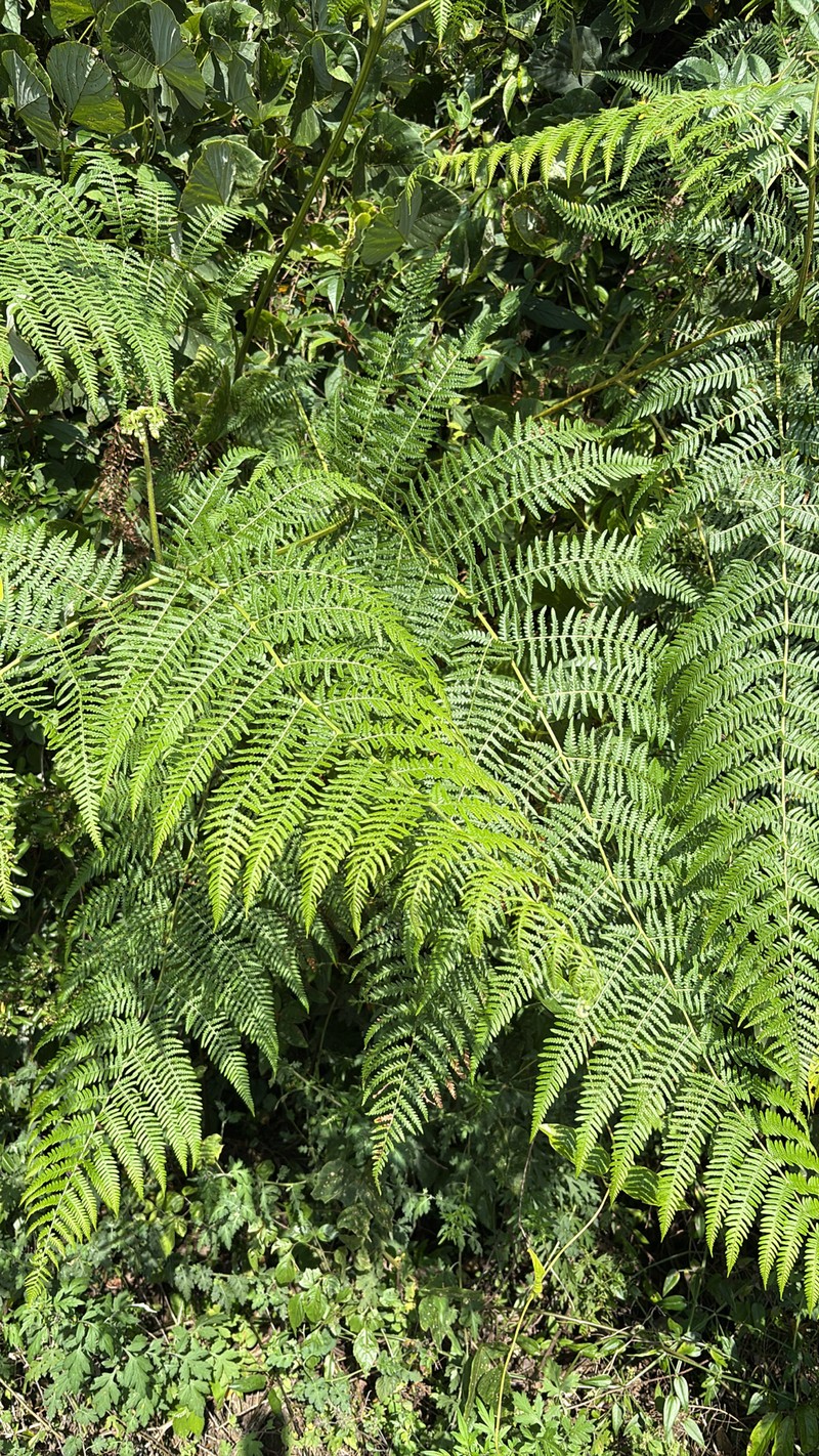Pteridium lineare photo 7
