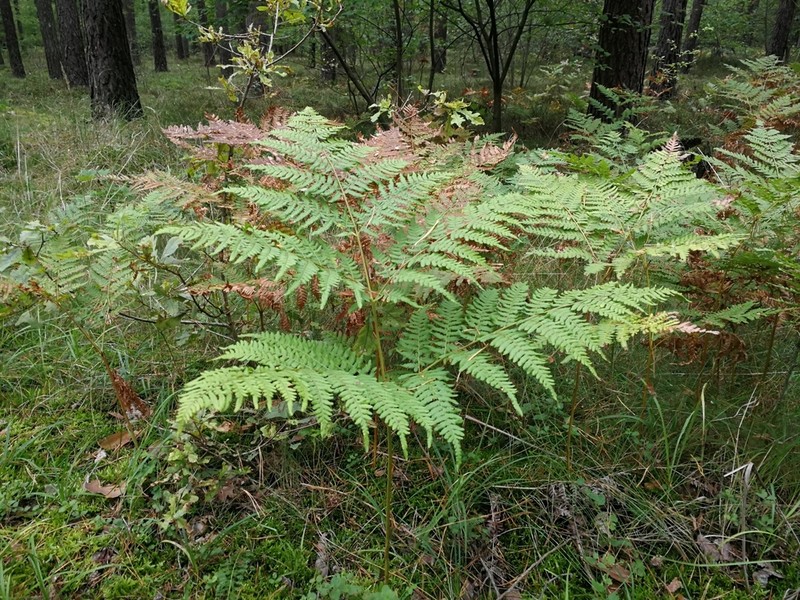 Pteridium pinetorum