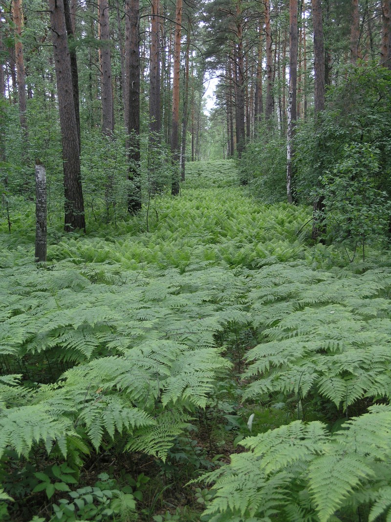 Pteridium pinetorum photo 2