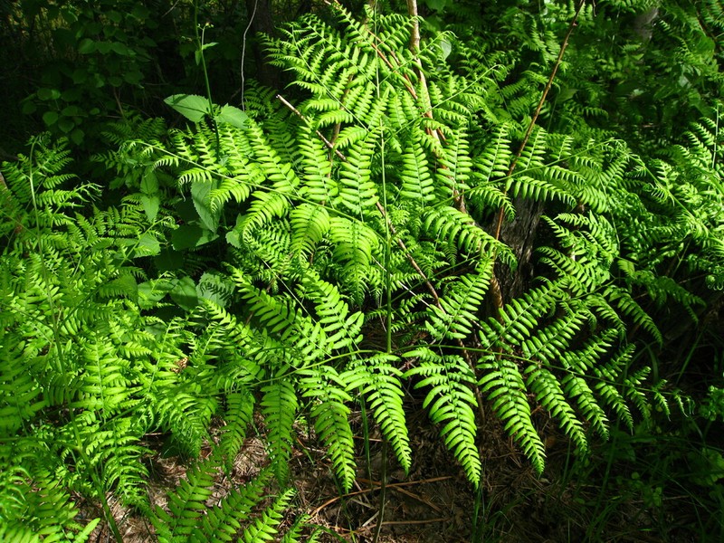 Pteridium pinetorum photo 4