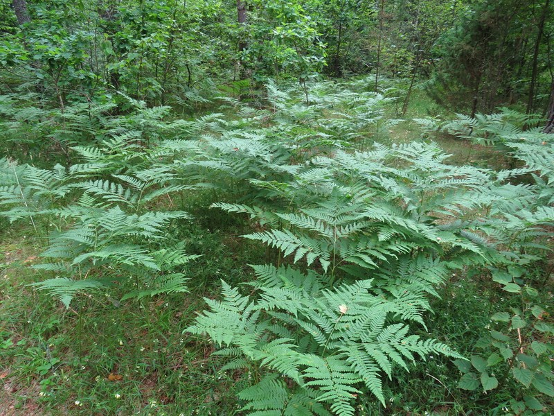 Pteridium pinetorum photo 5