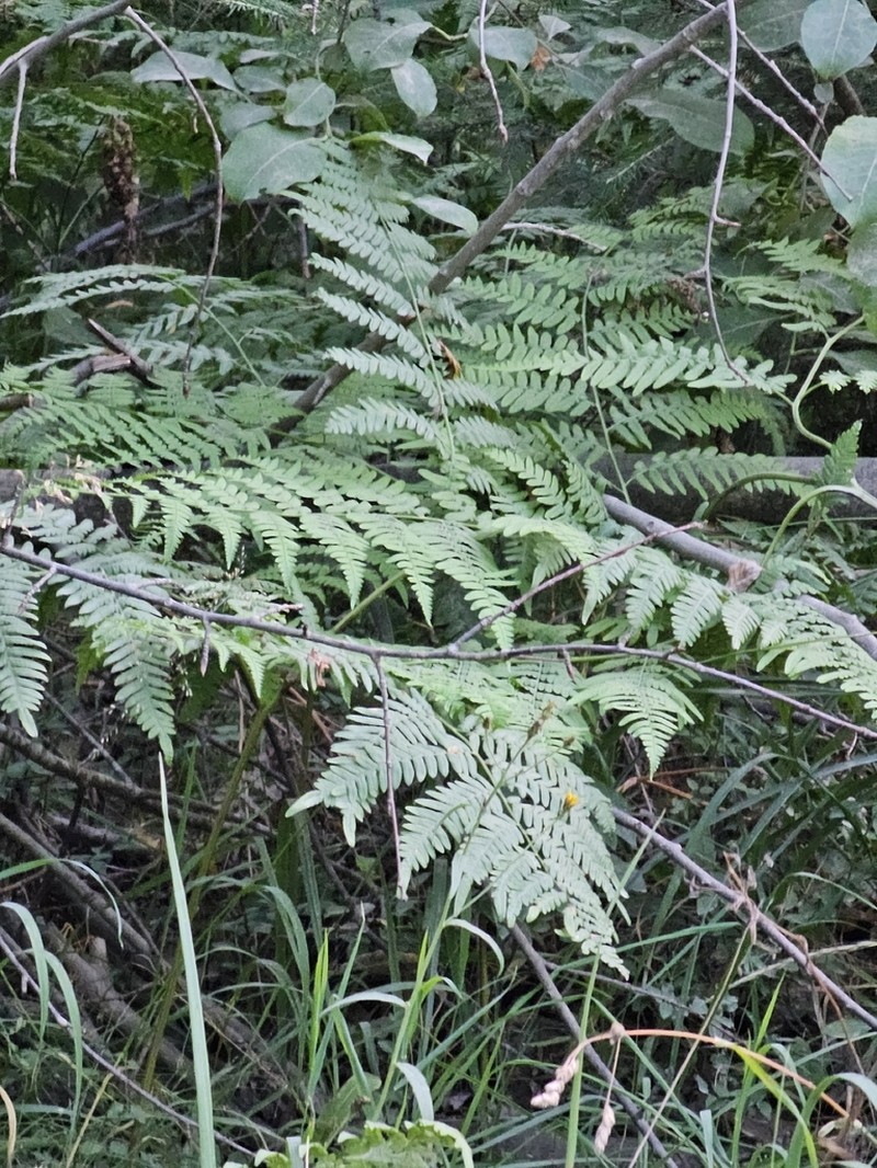 Pteridium pinetorum photo 6