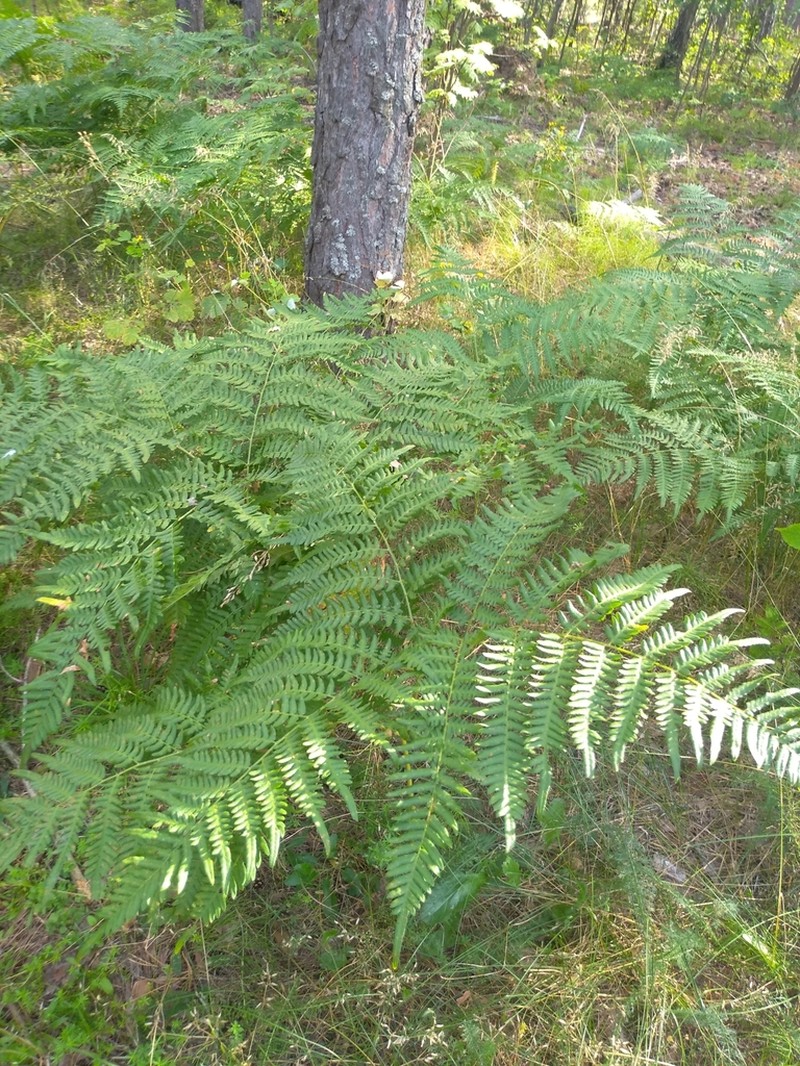 Pteridium pinetorum photo 7
