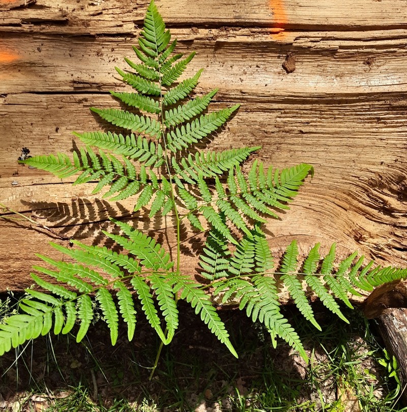 Pteridium pinetorum photo 8