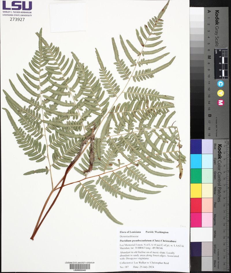 Pteridium pseudocaudatum photo 4