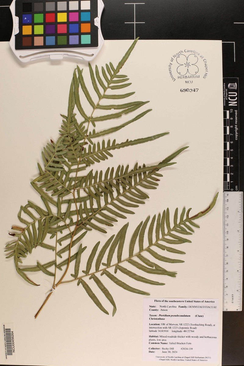 Pteridium pseudocaudatum