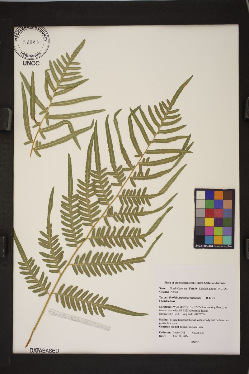 Pteridium pseudocaudatum photo 2
