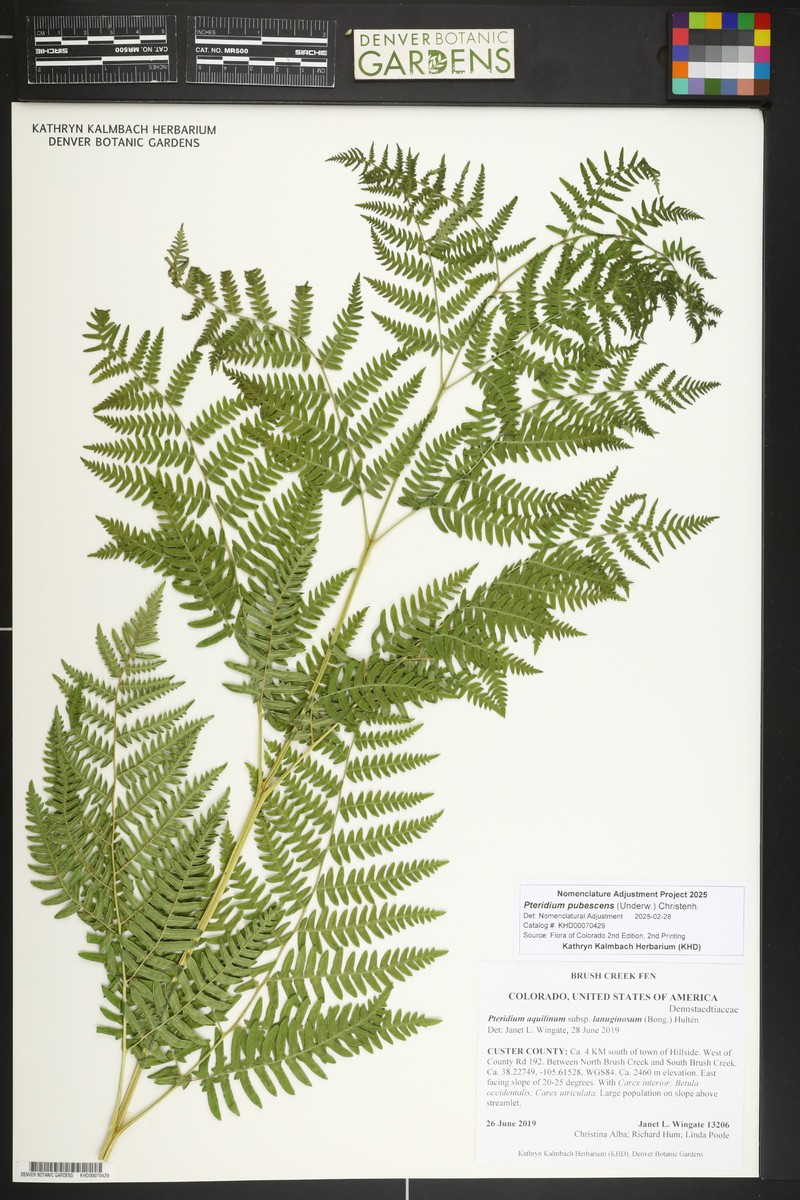 Pteridium pubescens
