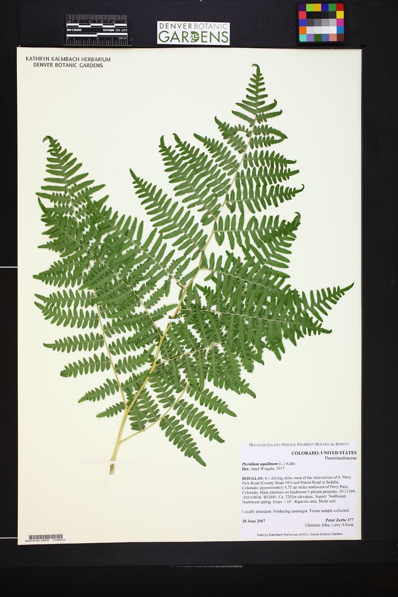 Pteridium pubescens photo 2