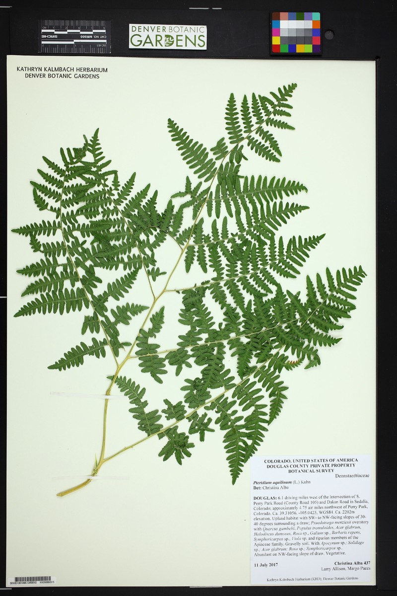 Pteridium pubescens photo 3
