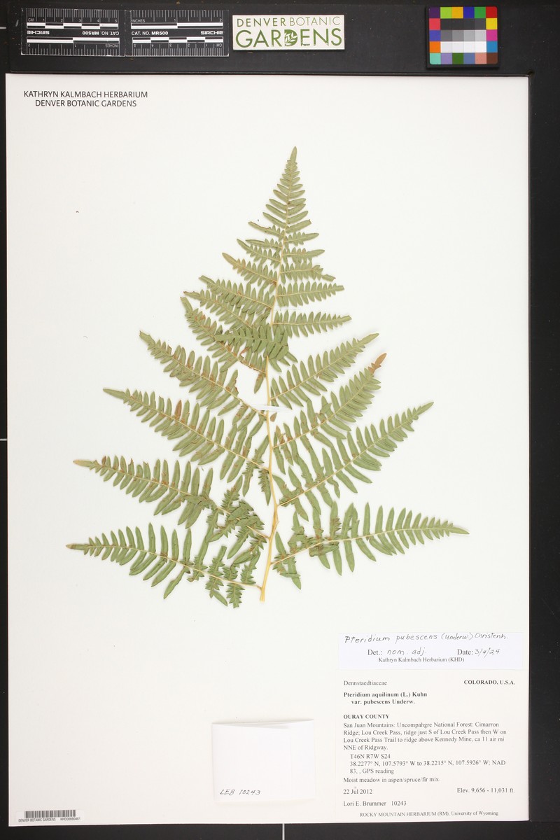 Pteridium pubescens photo 4