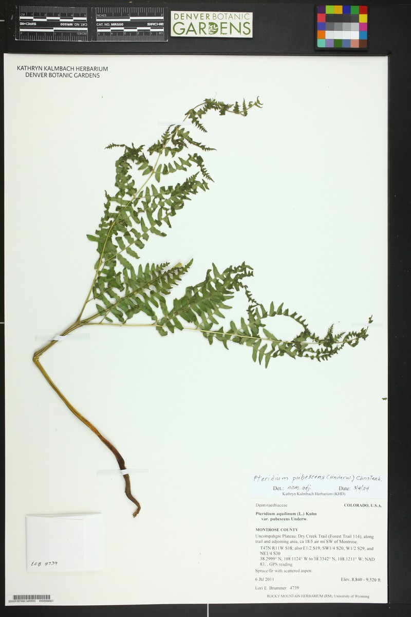 Pteridium pubescens photo 5