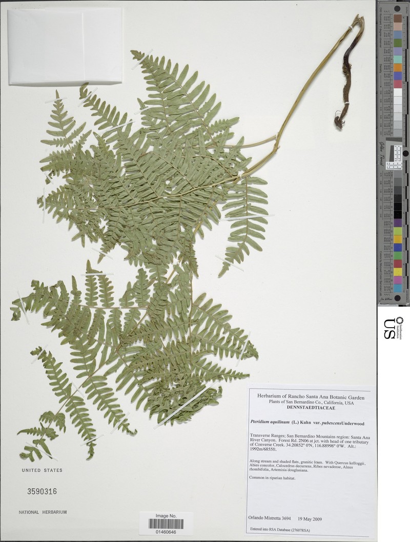 Pteridium pubescens photo 6