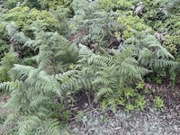 Waimakanui