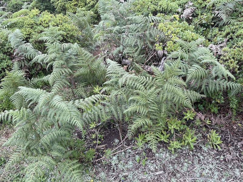Waimakanui