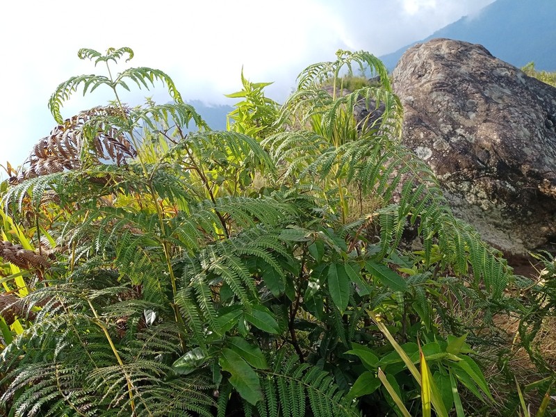 Waimakanui photo 2