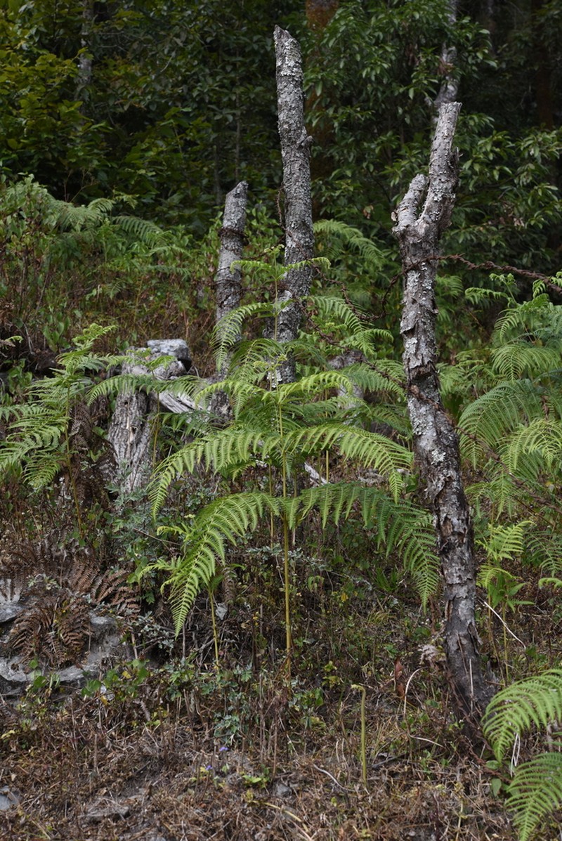Waimakanui photo 6