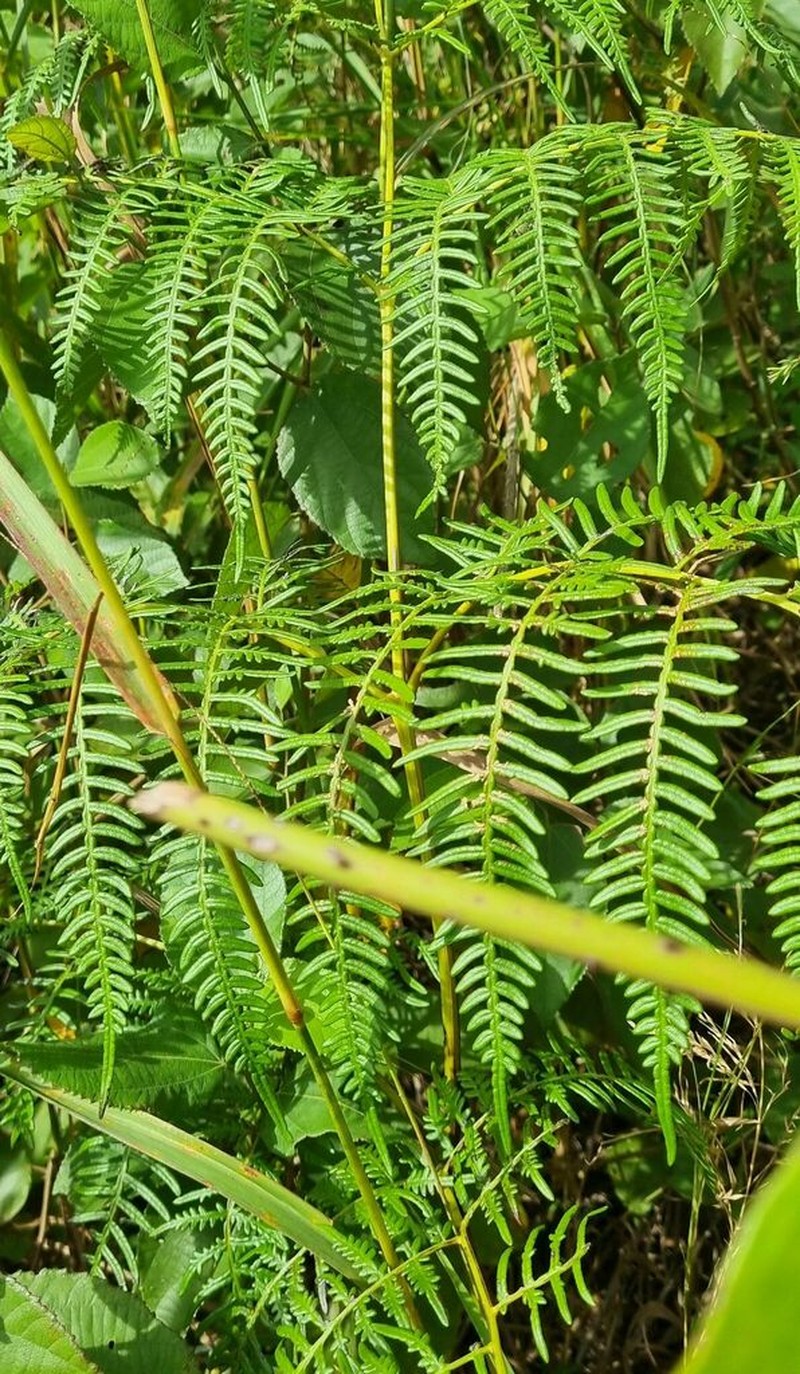Pteridium rostratum