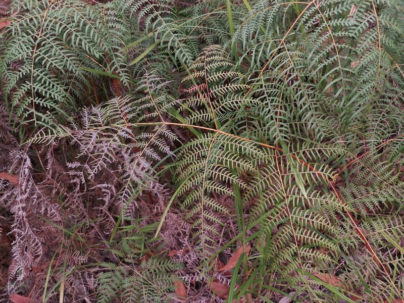 Pteridium rostratum photo 2