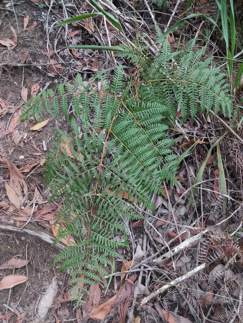 Pteridium rostratum photo 3