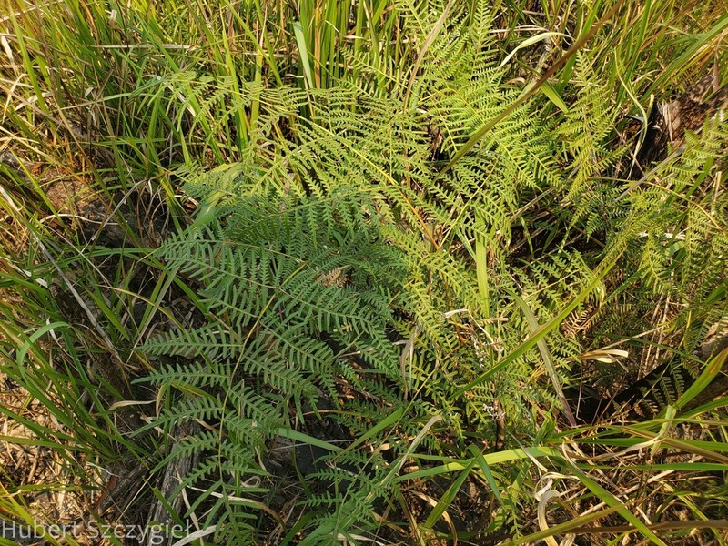 Pteridium rostratum photo 4