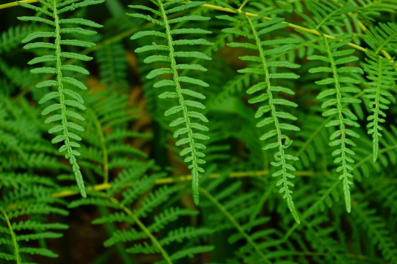 Pteridium rostratum photo 5