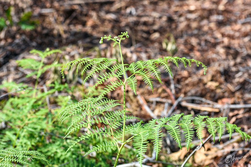 Pteridium rostratum photo 6