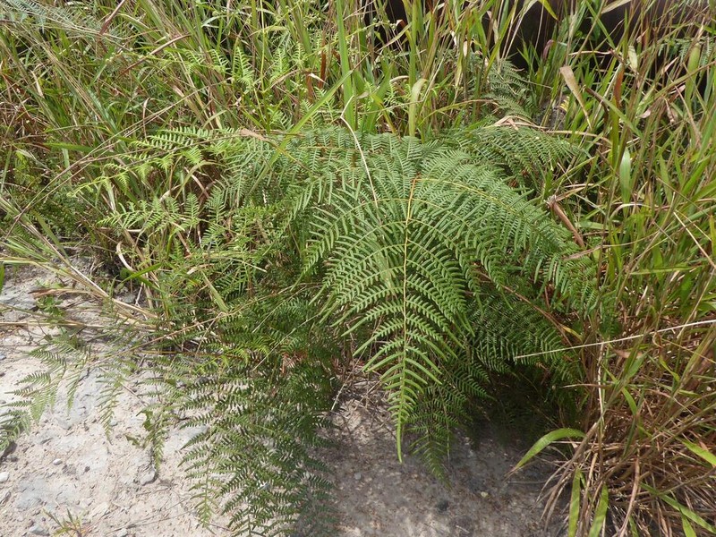Pteridium rostratum photo 7