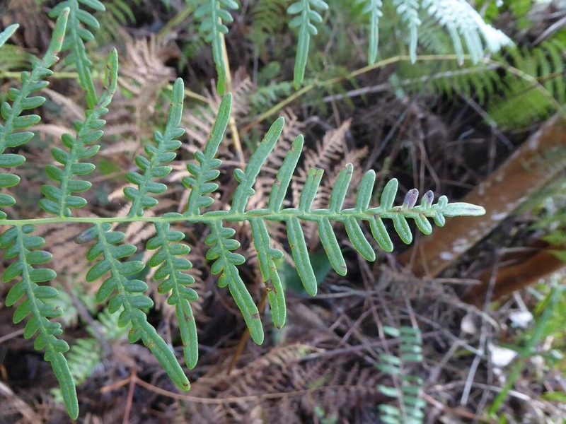 Pteridium rostratum photo 8